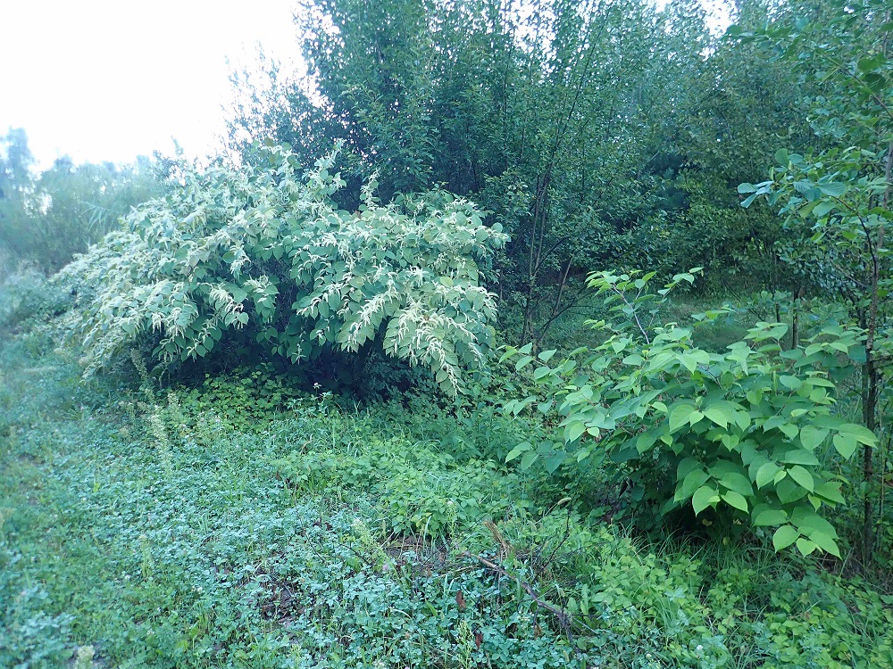 Premier bilan positif pour la lutte contre les plantes invasives dans la région du Haut-Lac vaudois